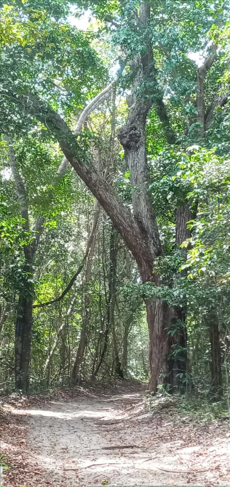 MATA ESTRELA