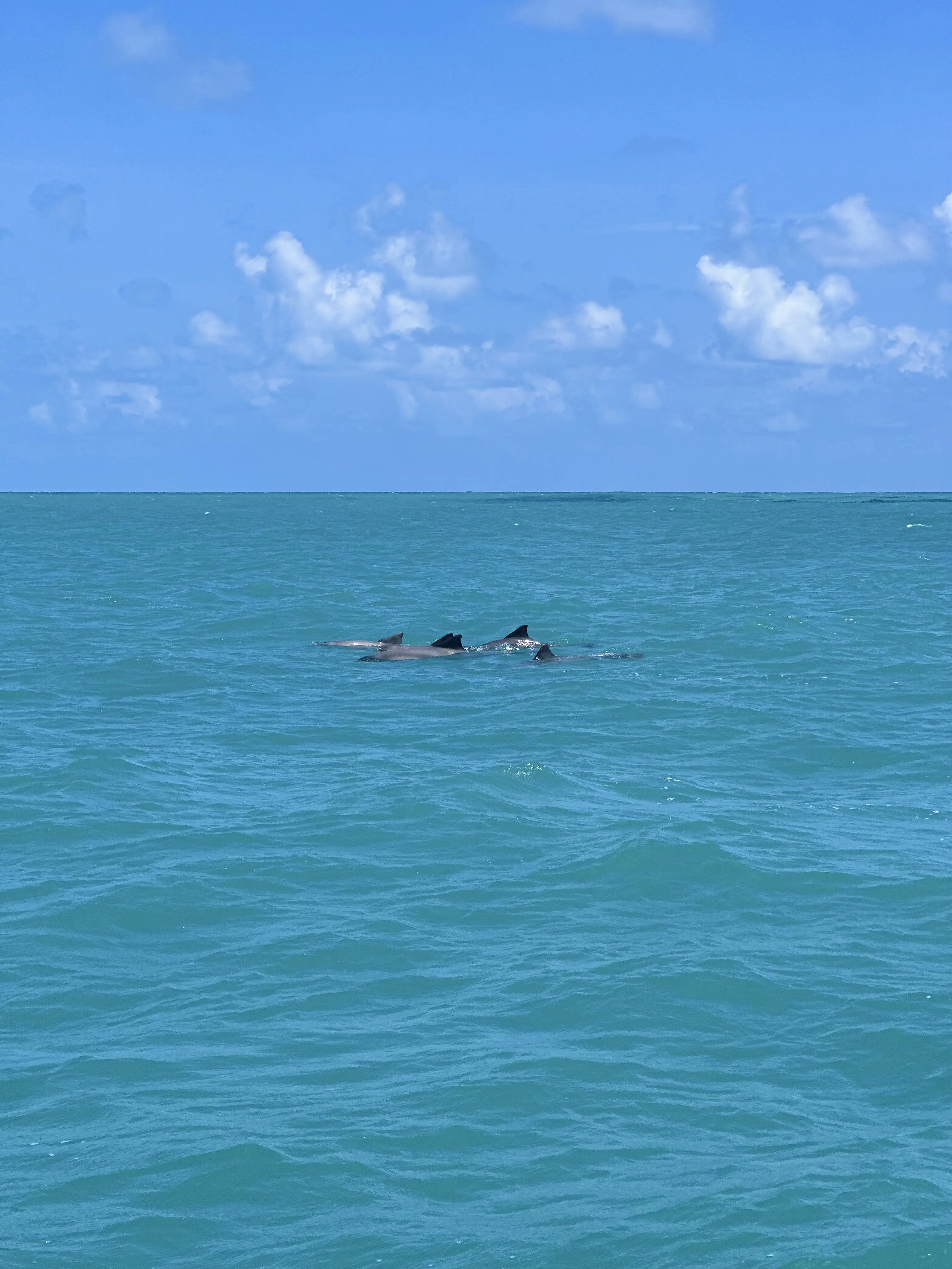 Barco — foto 2