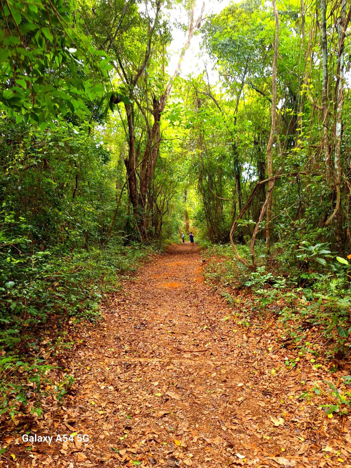 Caminhada na Mata