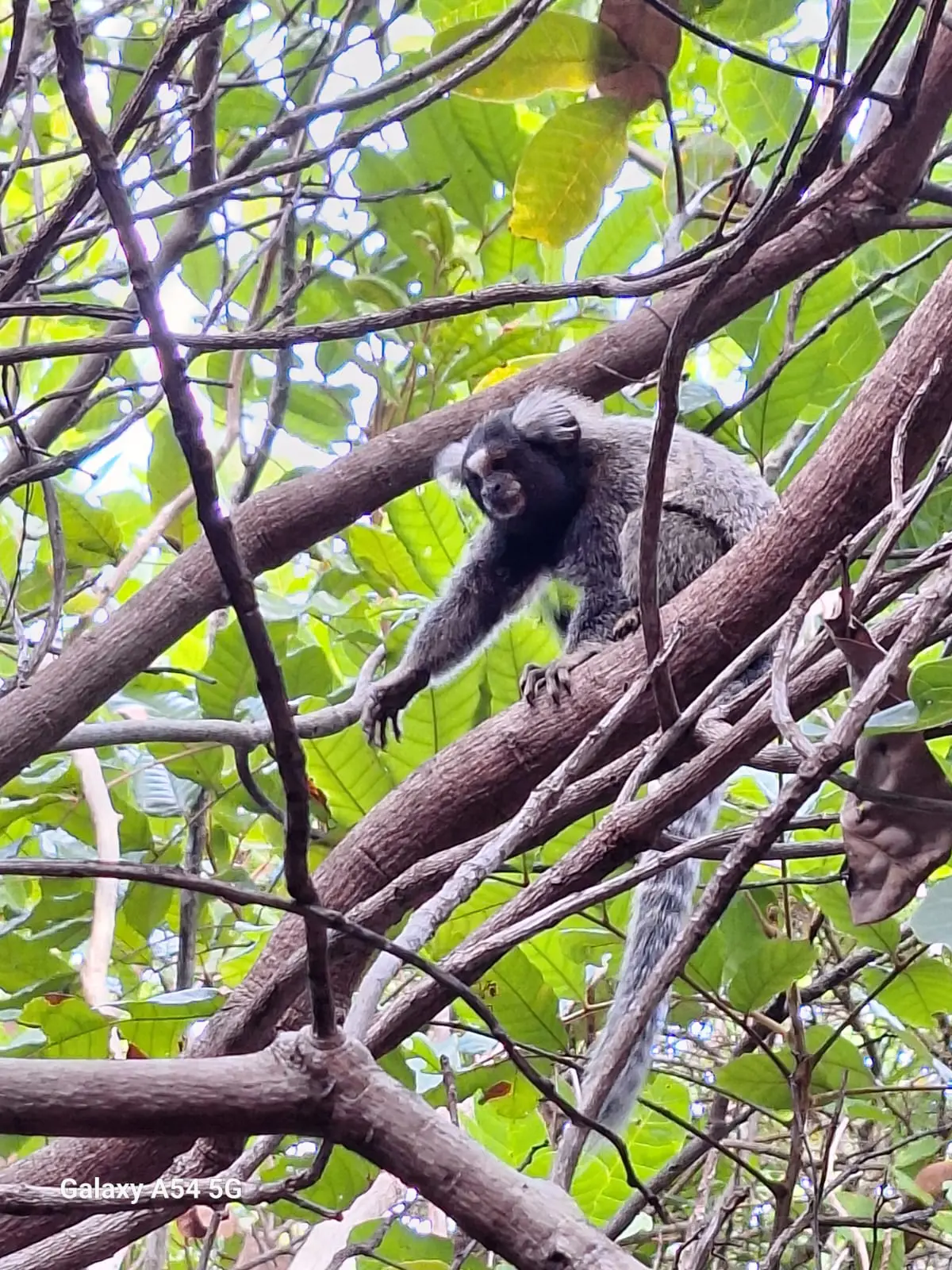 Caminhada na Mata — foto 4