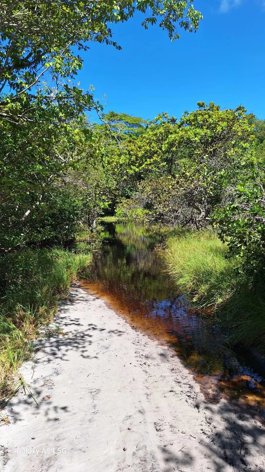 Caminhada na Mata — foto 5